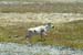 2004_B03_0062