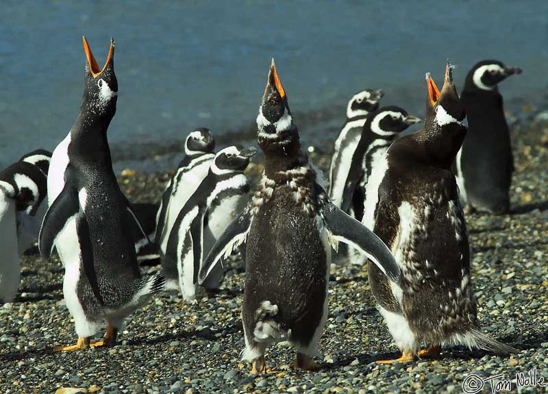2005_Patagonia_15_0186