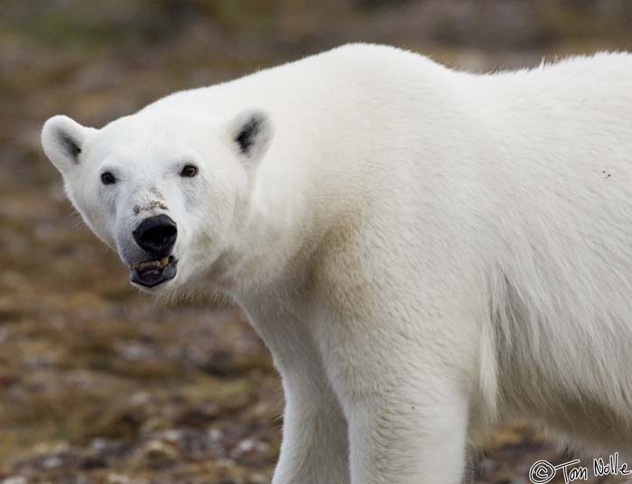 2005_Spitsbergen_07D_259