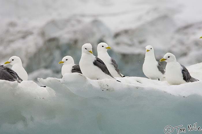 2005_Spitsbergen_09D_327