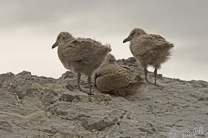 2005_Spitsbergen_13D_133