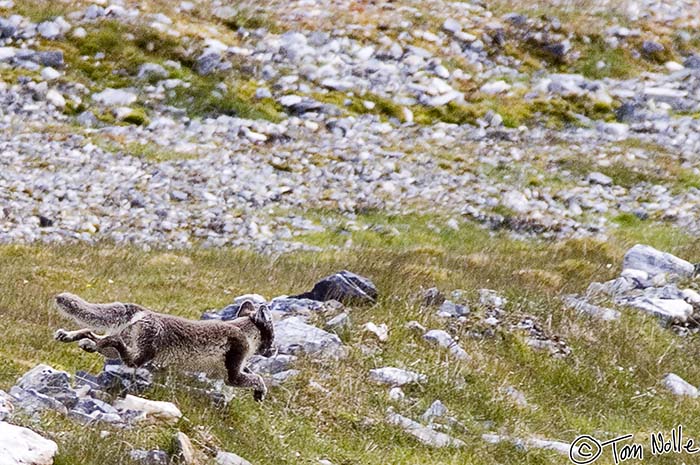 2005_Spitsbergen_13D_329a