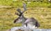 2005_Spitsbergen_13D_202