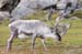 2005_Spitsbergen_13D_286
