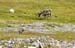 2005_Spitsbergen_13D_328