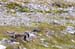 2005_Spitsbergen_13D_329a