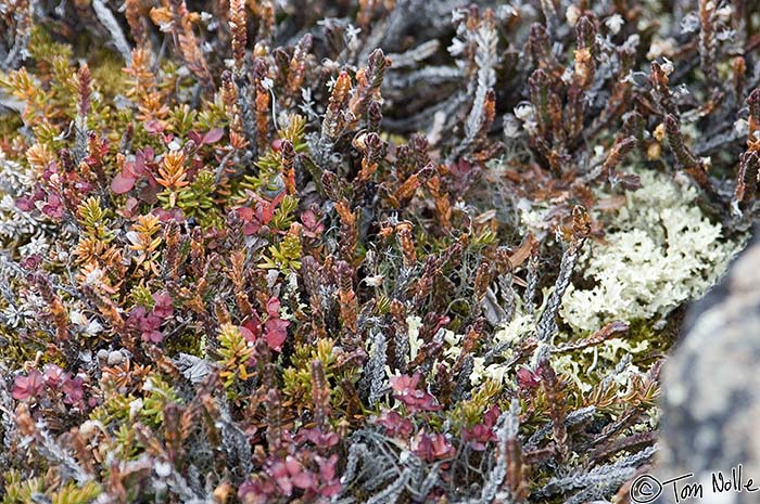 Greenland_20060911_1206_X_116
