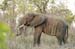 Africa_20061109_1156_225_2X