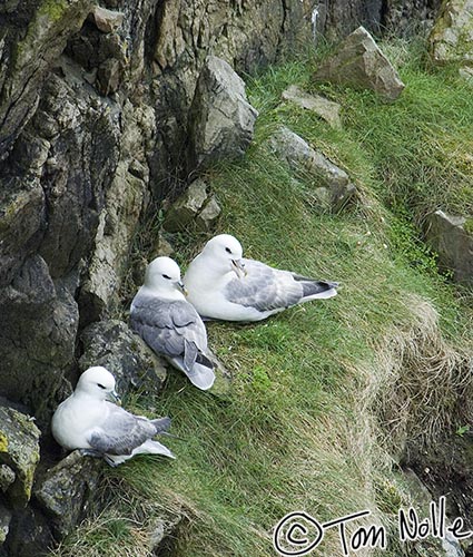 Scotland_20070524_0610_308_2X