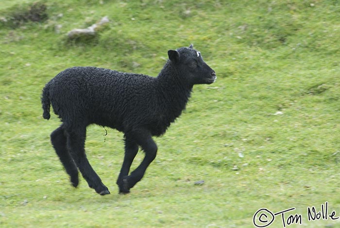 Scotland_20070524_0940_022_2X