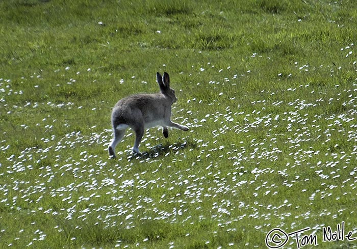 Scotland_20070526_0909_088_2X