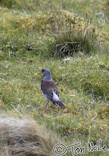 Scotland_20070526_1040_138_2X