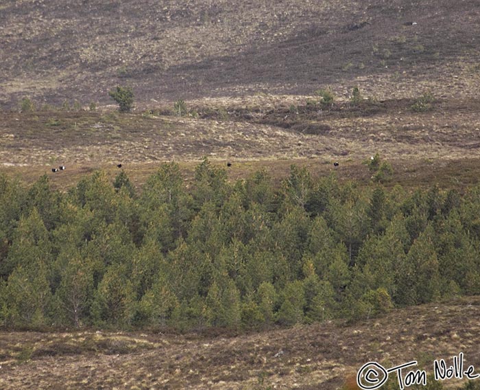 Scotland_20070527_0105_036_2X