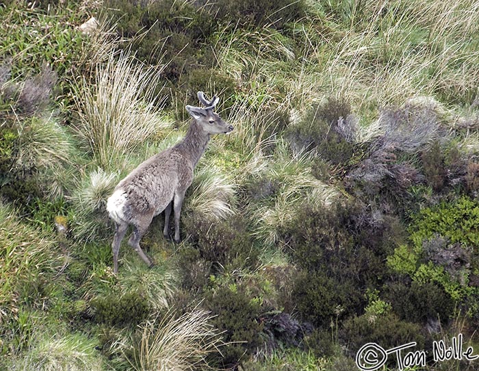 Scotland_20070527_0158_082_2X