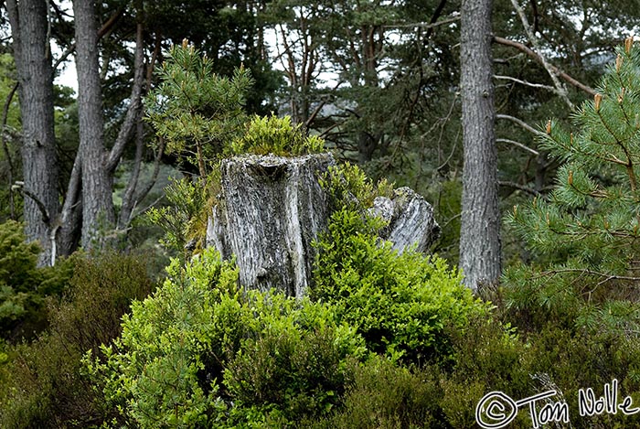 Scotland_20070527_0516_072_20