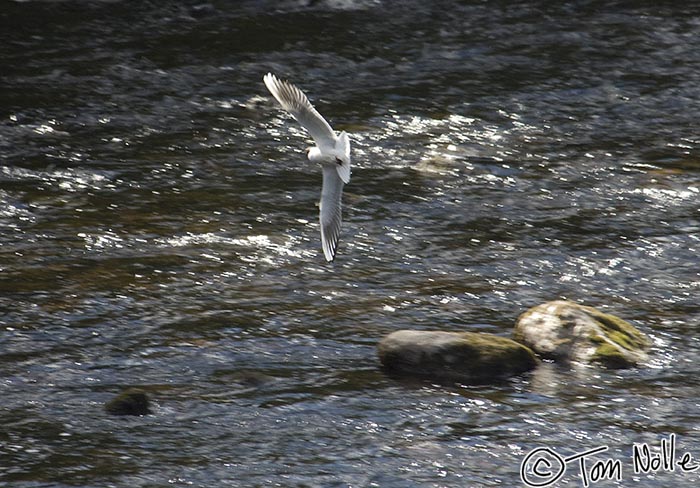 Scotland_20070527_1127_266_2X