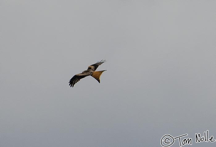Scotland_20070528_1100_164_2X