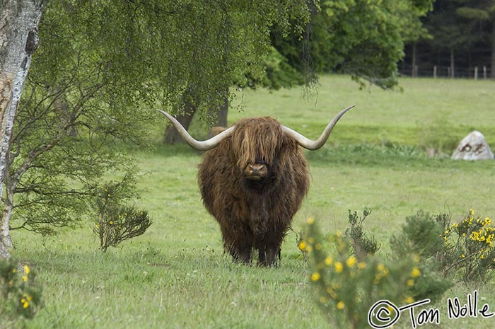 Scotland_20070528_1309_232_2X