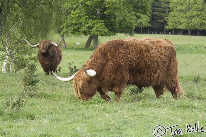 Scotland_20070528_1310_240_2X