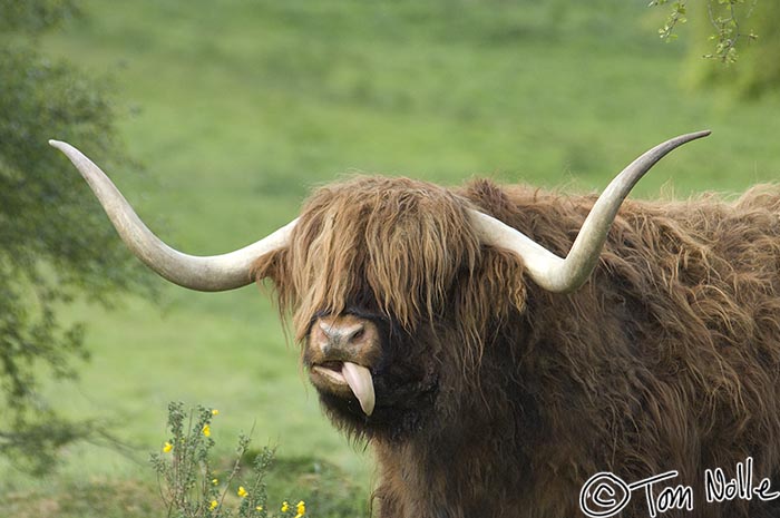 Scotland_20070528_1314_286_2X
