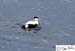 Scotland_20070524_0619_347_2X