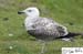 Scotland_20070524_0623_390_2X