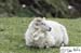 Scotland_20070524_1152_049_2X
