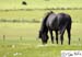 Scotland_20070525_0609_009_2X