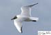 Scotland_20070525_0657_020_2X