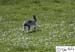 Scotland_20070526_0909_088_2X