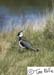 Scotland_20070526_0931_120_2X
