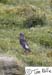 Scotland_20070526_1040_138_2X