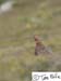 Scotland_20070527_0156_075_2X
