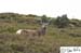 Scotland_20070527_0208_116_2X