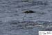 Scotland_20070527_1127_260_2X