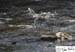 Scotland_20070527_1127_266_2X