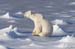 PB07_20071109_135618_265_2X