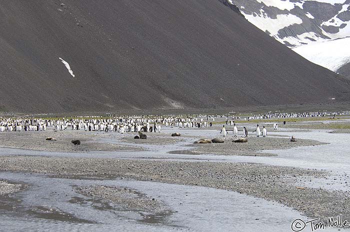 Antarctica_20080115_124216_793_2X