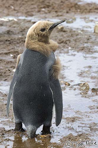 Antarctica_20080115_133738_911_2X