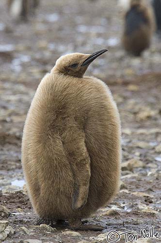 Antarctica_20080115_133838_916_2X