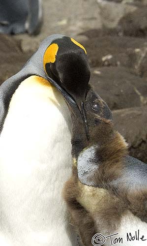Antarctica_20080115_134132_920_2X