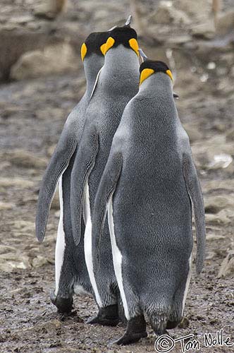 Antarctica_20080115_135402_965_2X