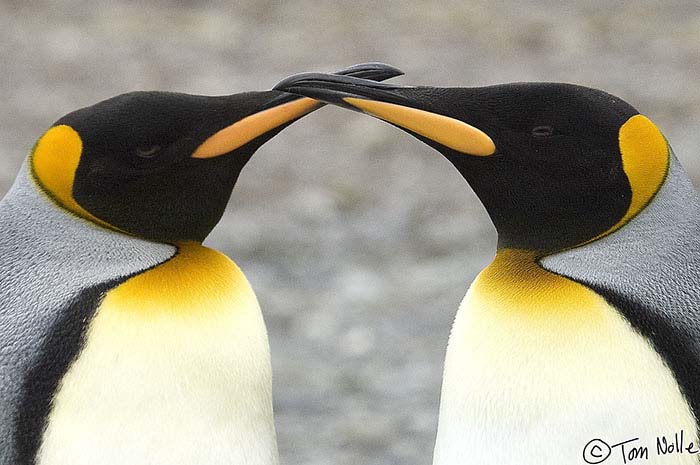 Antarctica_20080115_135738_969_2X
