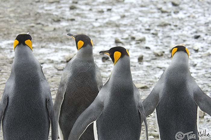 Antarctica_20080115_135922_980_2X