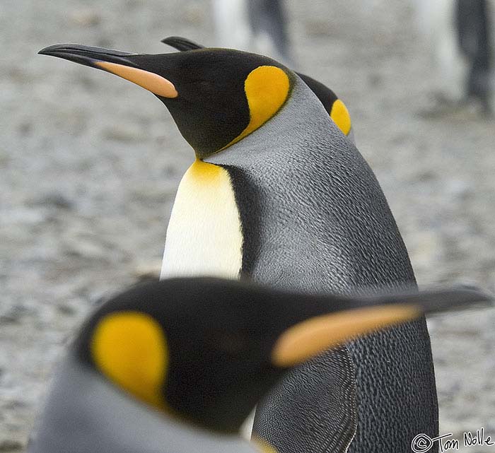 Antarctica_20080115_140200_985_2X