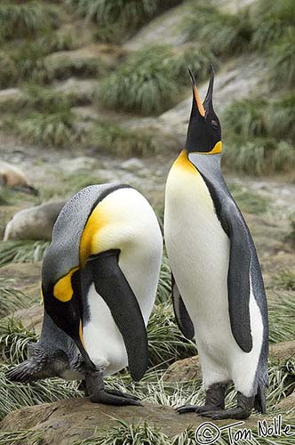 Antarctica_20080115_140312_987_2X
