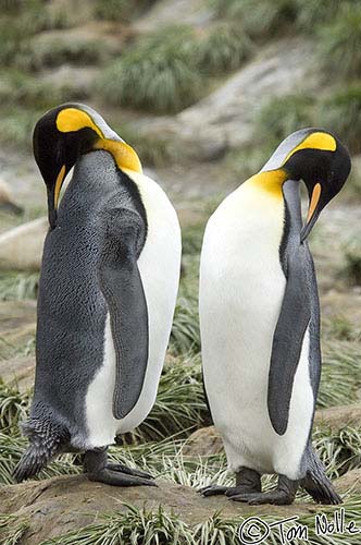 Antarctica_20080115_140326_988_2X