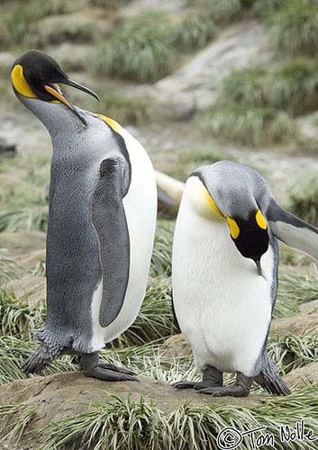 Antarctica_20080115_140424_995_2X