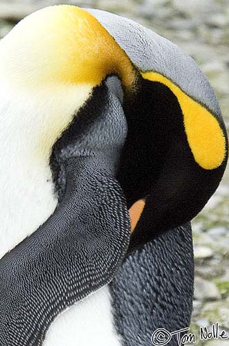 Antarctica_20080115_140802_000_2X