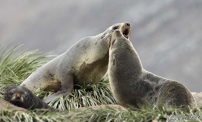 Antarctica_20080115_140936_010_2X